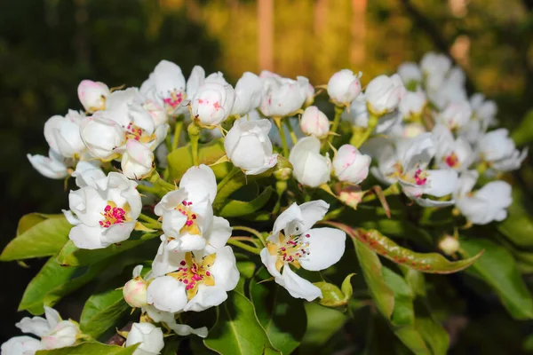 Pear Blossoms Branch Tree White Flowers Green Leaves Sunset — Stock Photo, Image