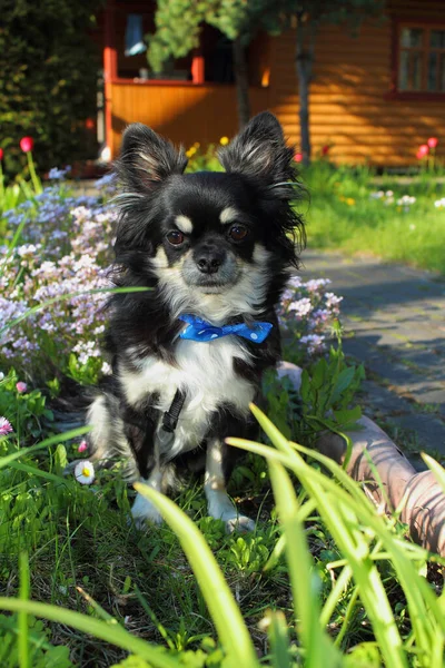 Cão Chihuahua Preto Branco Senta Flores Com Arco Azul Torno — Fotografia de Stock