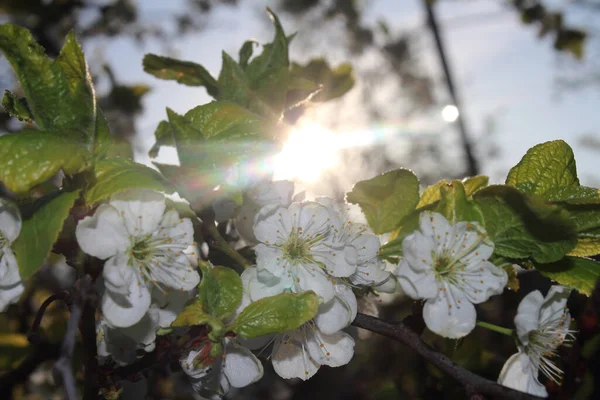 White Petals Flower Apple Tree Sunset Sun Close Photos Warm — Stock Photo, Image