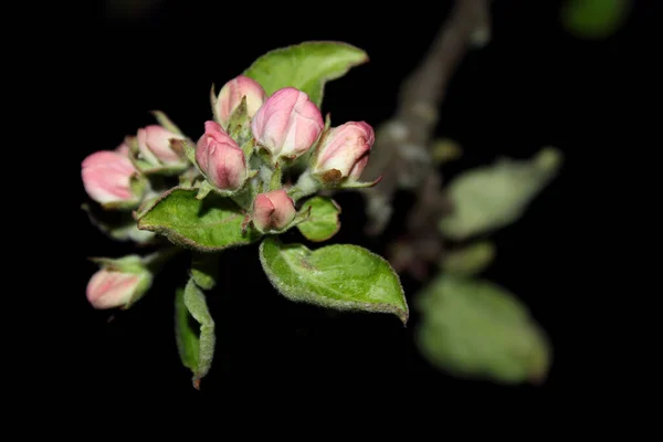 Rózsaszín Szirmok Egy Virágzó Almafa Bud Közelkép — Stock Fotó