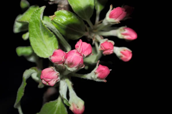 Pétales Roses Bourgeon Pommier Fleurs Photo Rapprochée — Photo