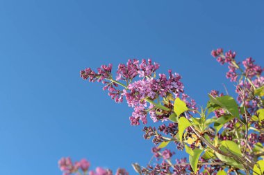 Parlak mavi gökyüzüne karşı çiçek açan bir leylak dalı. Fotoğraf parlak ve zengin renklerde..