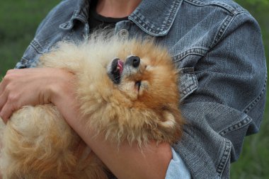 Kırmızı bir Pomeranya 'lı sahibinin kollarında yatıyor zevkten gözleri kapalı