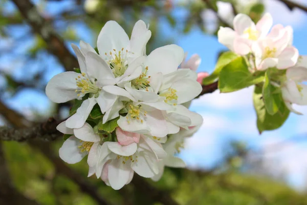 Blooming Apple Tree White Pink Petals Bud — Stock Photo, Image