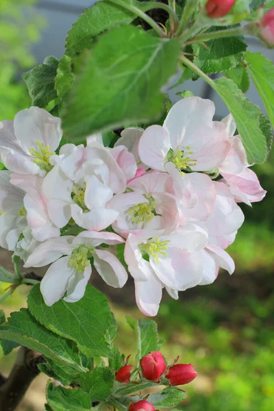 Blooming Apple Tree White Pink Petals Bud — Stock Photo, Image