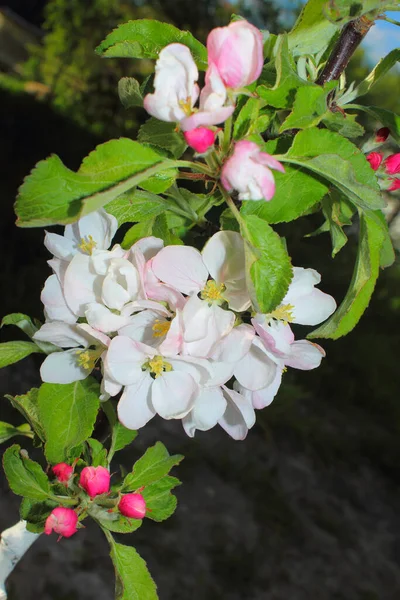 Fiore Mela Con Petali Bianchi Rosa — Foto Stock