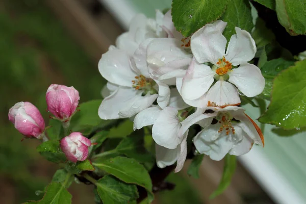 Wet Apple Blossom Raindrops Its Petals — Stock Photo, Image