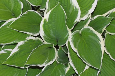 Hosta. Kenarında beyaz bir sınır olan yeşil yapraklar. Doğa arkaplanı
