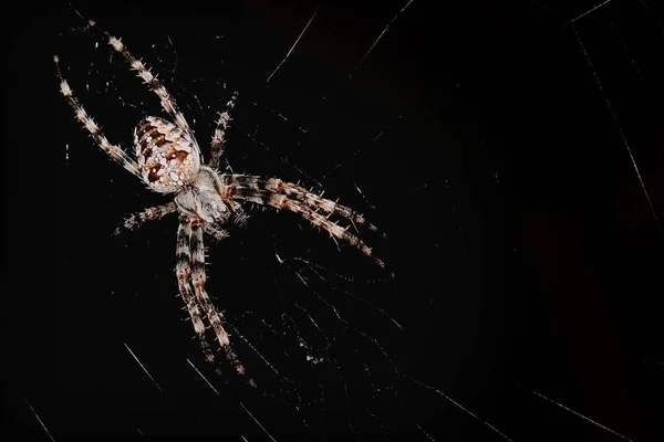 Garden spider sits in a web on a black background