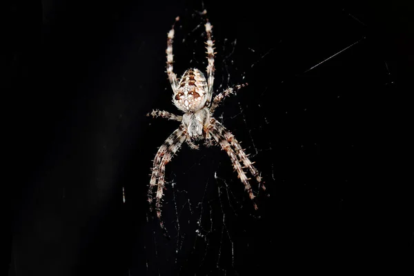 a large spider sits in a web on a black background