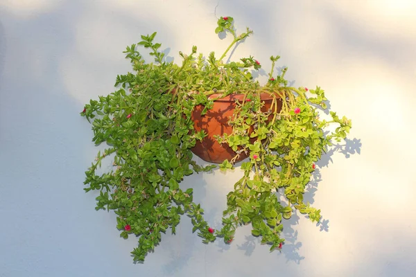 Zierblumentopf Mit Einer Grünen Blume Auf Einer Weißen Gipswand — Stockfoto