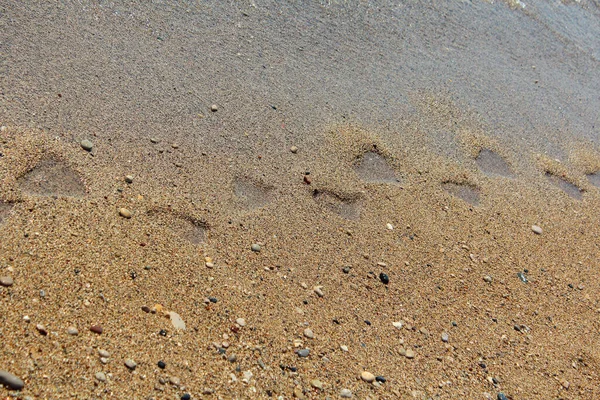 Impronte Sulla Sabbia Bagnata Una Spiaggia Sabbiosa Vicino Bordo Del — Foto Stock