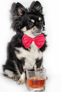 Kırmızı papyonlu bir Chihuahua köpeği bir bardak viskiyle oturur.