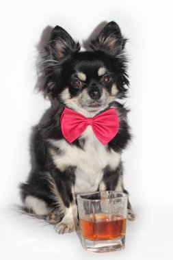 Kırmızı kurdeleli bir Chihuahua köpeği bir bardak viskiyle oturur.