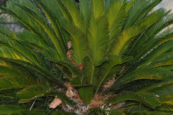 Palmera Con Grandes Ramas Verdes Primer Plano Foto —  Fotos de Stock