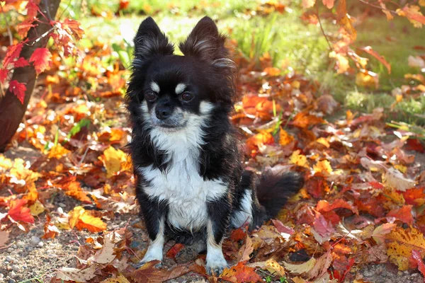 Chihuahua dog on a morning walk in the autumn Park, sitting on yellow leaves in the bright light of the morning sun