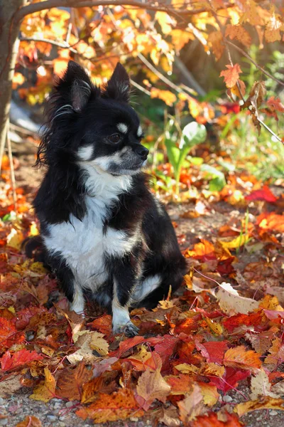 Chihuahua Hund Herbstpark Sitzt Auf Gelben Blättern Hellen Licht Der — Stockfoto