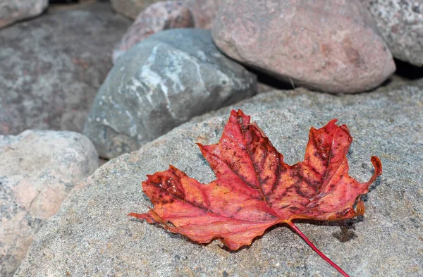 Sarı Sonbahar Akçaağaç Yaprağı Kayaların Üzerinde — Stok fotoğraf