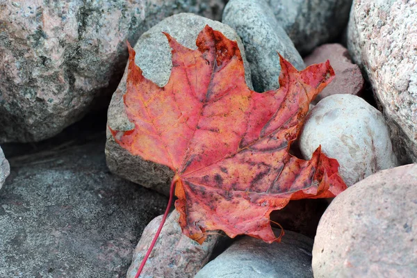 Gelbes Herbst Ahornblatt Auf Felsen — Stockfoto