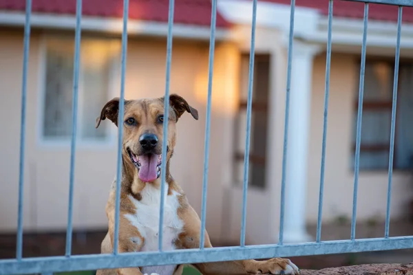 Dog staring through gate with tongue out — Stock Photo, Image