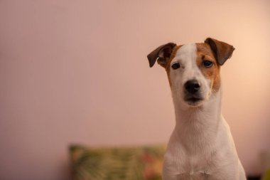 Yatakta otururken dik dik bakan teriyerin portresi.