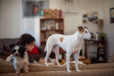 Evcil hayvanlar arka planda bir kadınla kanepede duruyor.