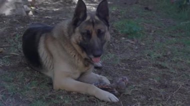 Alman çoban köpeği yerde oturuyor ve nefes nefese.