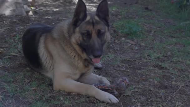 Tysk herdehund sitter på marken och flämtar — Stockvideo