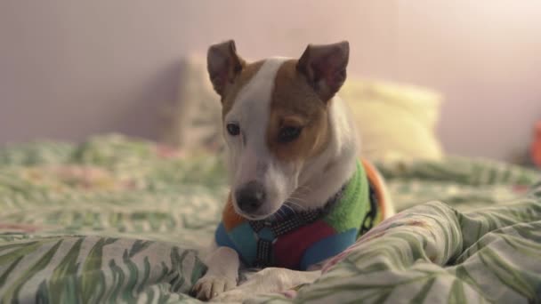 Lindo perro terrier sentado en el interior de una cama — Vídeo de stock