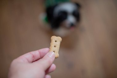 Tedavi için uzanan köpek yavrusunun bulanık arka planı