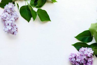 Leylak çiçekleri. Metin için boşluk. Anneler Günü konsepti, 14 Şubat ve kadınlar günü. Kartpostal