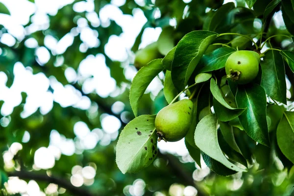 pear fruit on a tree. diseases of pears, agronomy. home garden care