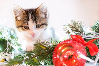 Beyaz arka planda küçük sevimli bir kedi yavrusu Noel süsleri ve oyuncaklarının yanında yatıyor. Tatil ve fedakarlık kavramı. Noel, yeni yıl