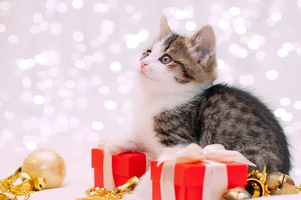 small cute kitten on a white background lies next to a red gift box and ribbon. The concept of a holiday and giving. Christmas, birthday, or February 14