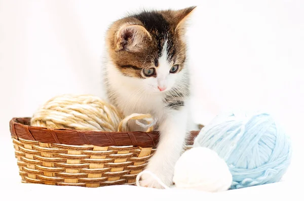白い背景をした可愛い子猫がバスケットに入っているウールのボールで遊んでいます — ストック写真