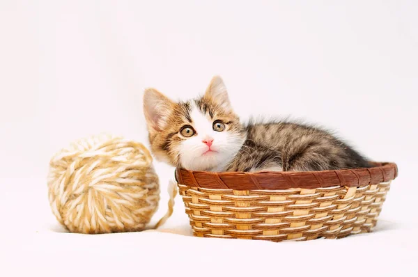 Pequeno Gatinho Bonito Fundo Branco Está Sentado Uma Pequena Cesta — Fotografia de Stock