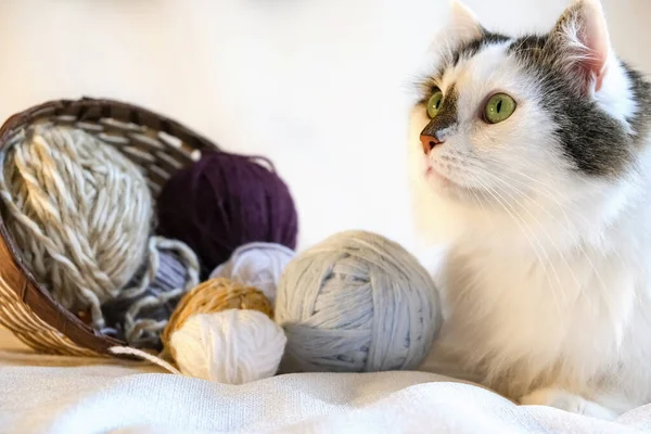 Große Flauschige Sibirische Katze Spielt Mit Wollbällen Einem Korb Foto — Stockfoto