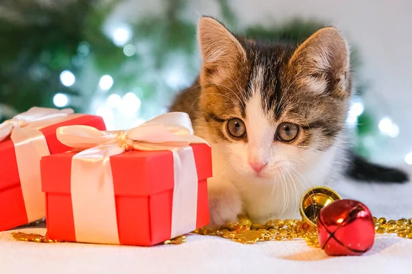 Petit Chaton Mignon Sur Fond Blanc Trouve Côté Une Boîte — Photo