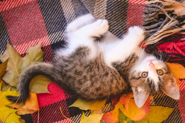 Lindo Gatito Está Acostado Una Manta Acogedora Roja Hojas Otoño — Foto de Stock