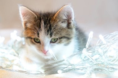 Beyaz arka planda Bokeh 'le birlikte küçük şirin kedi yavrusu bir çelenk bayramı ve hediye konseptinin yanında oturuyor. Noel, yeni yıl
