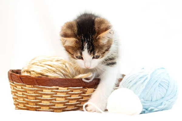 Gatito lindo sobre fondo blanco jugando en bolas de lana que están en la cesta — Foto de Stock