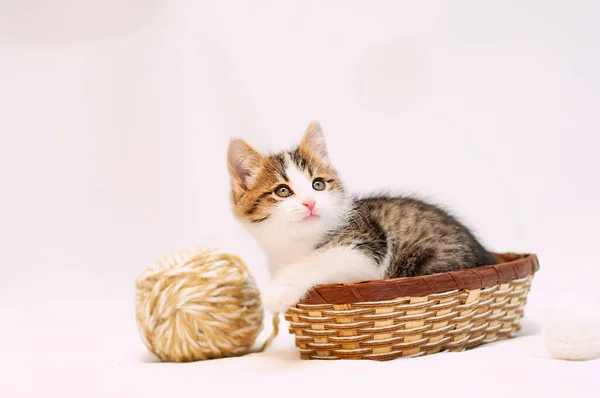 Pequeno gatinho bonito no fundo branco está sentado em uma pequena cesta e jogando com bolas de lã — Fotografia de Stock