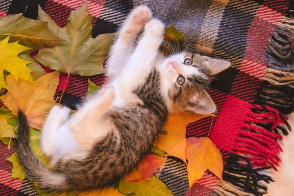 Lindo gatito es acostado en rojo acogedor manta en otoño hojas. el concepto de calidez y confort — Foto de Stock