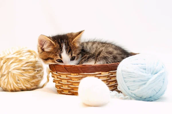 Kleines niedliches Kätzchen auf weißem Hintergrund sitzt in einem kleinen Korb und spielt mit Wollknäueln — Stockfoto