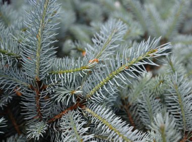 Çam ağacının gri yaprakları