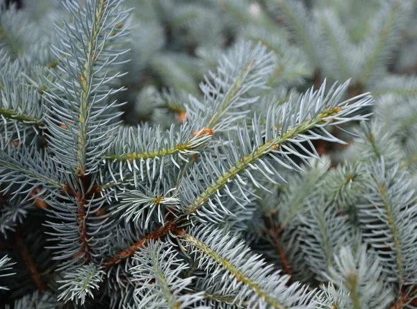 Gray leaves of mountain pine — Stock Image Gray Leaves Mountain Pine Stock Image