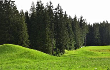 Ormanın önündeki yeşil çayırlar