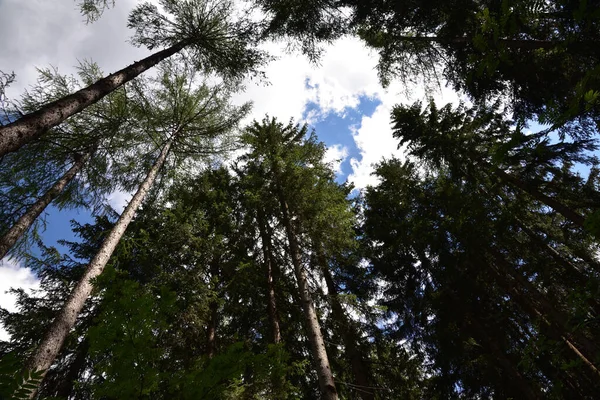 Öppning Skogen Reser Sig Tallarna Mot Himlen — Stockfoto