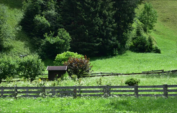Kleine Ecke Der Blühenden Wiese Waldrand — Stockfoto