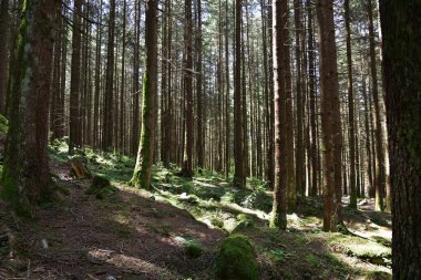 Riva Vadisi 'ndeki yoğun çam ormanı